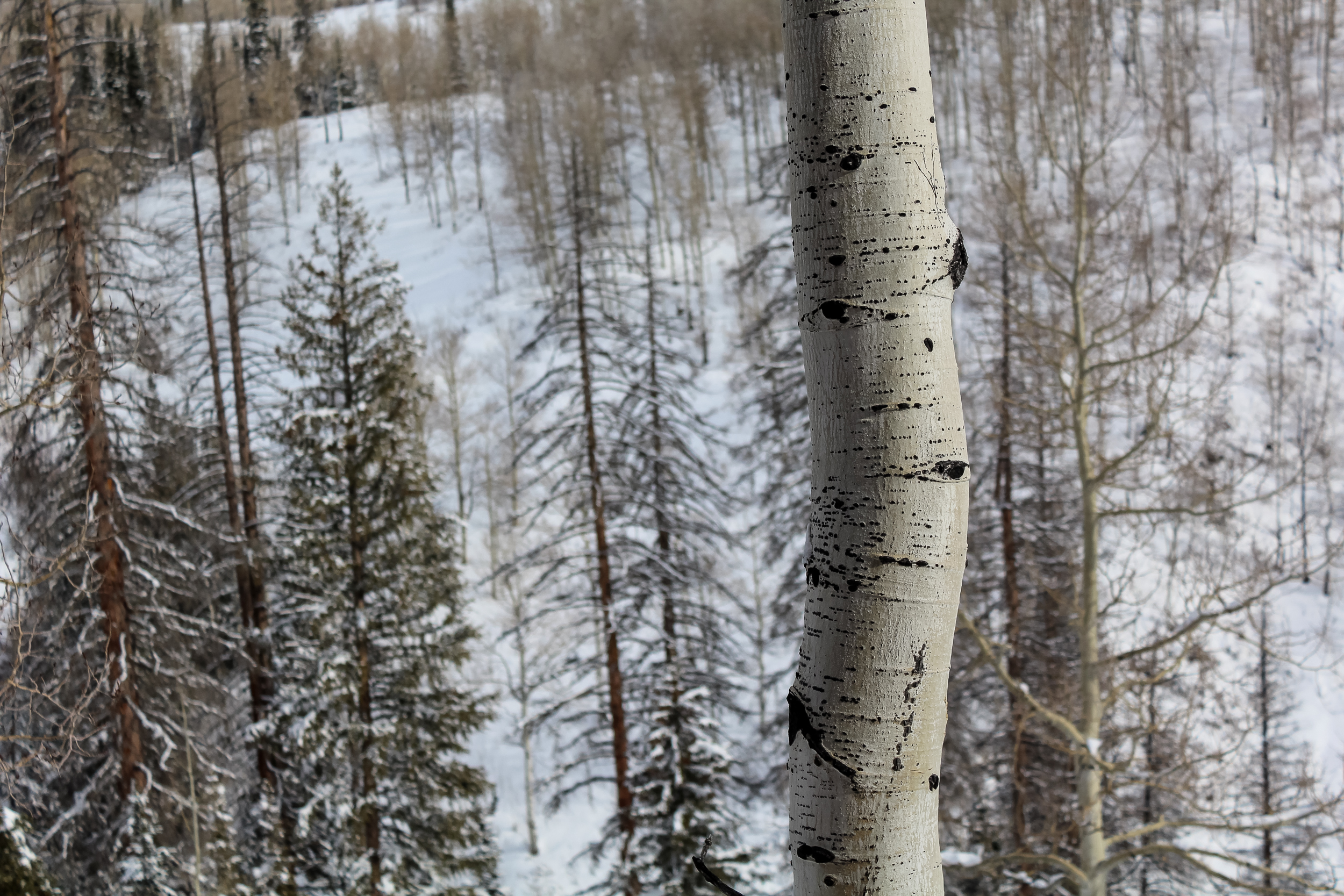 Houston Photographer Nature Jeff Blickenstaff Photography