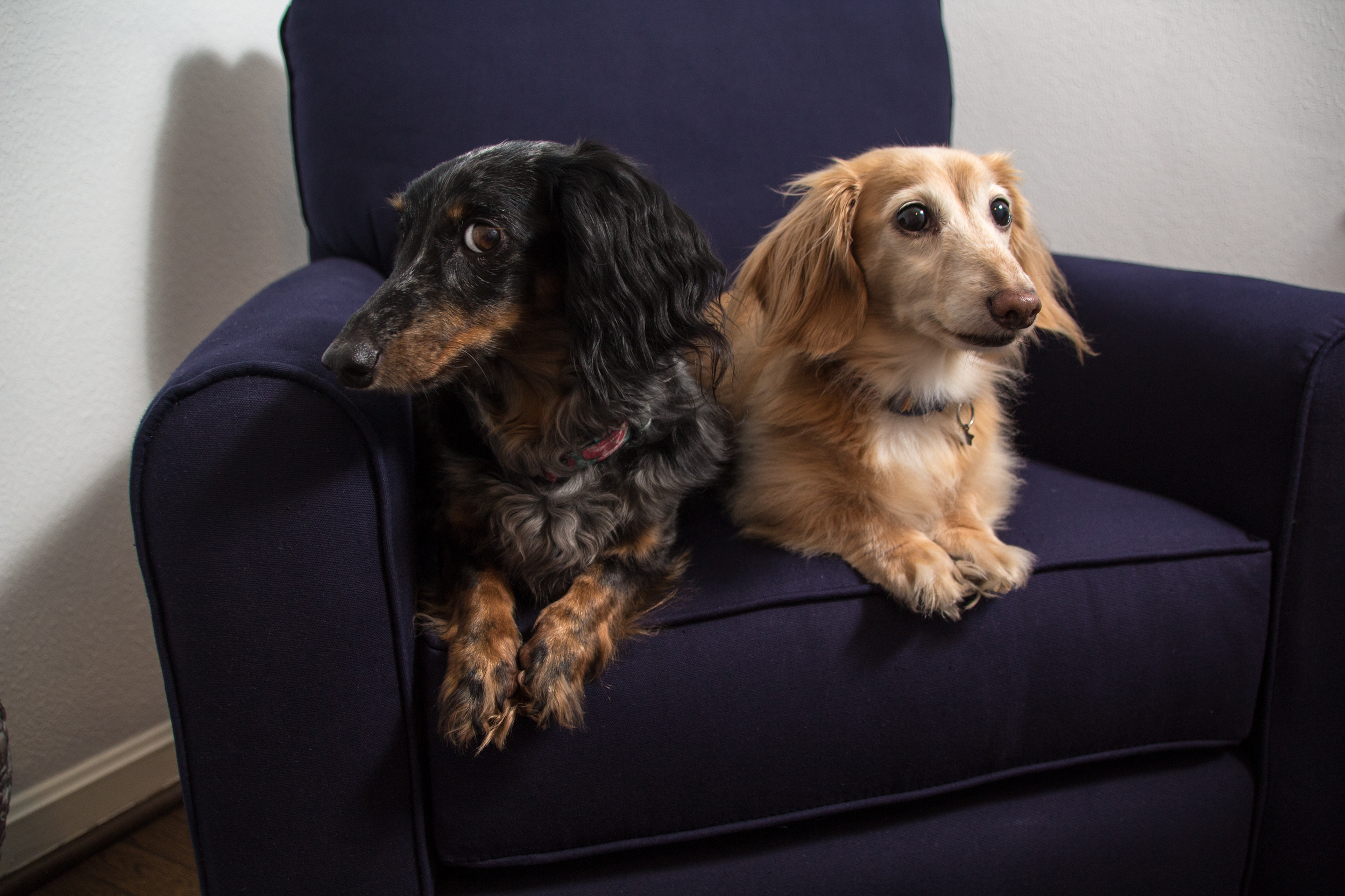 Long Haired Dachshunds - Jeff Blickenstaff Photography